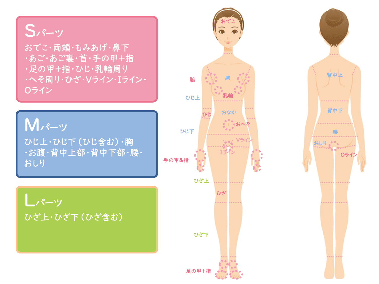 さいたま市大宮で医療脱毛を行っている松沢医院の女性医療脱毛部位のイメージ
